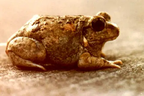 Indian Burrowing Frog