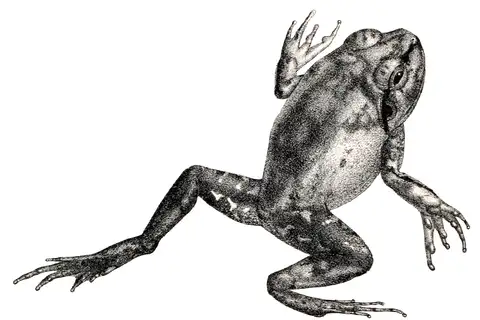 Mangalore Burrowing Frog