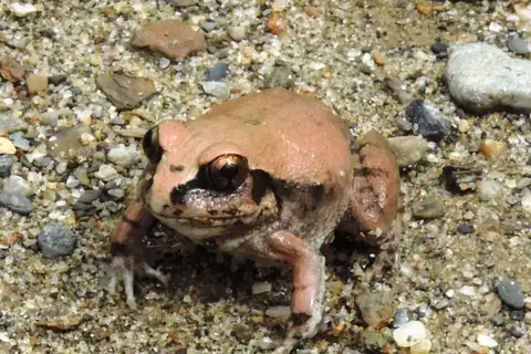 Western Burrowing Frog