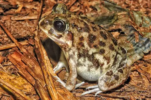 Marbled Sand Frog