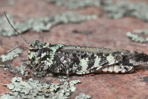 Marbled Grasshopper