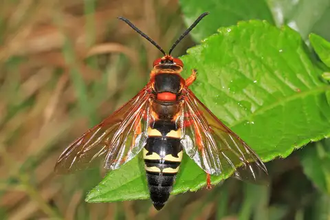 Eastern Cicada-killer Wasp