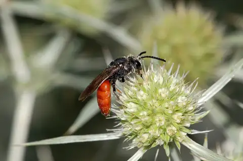White-lipped Blood Bee