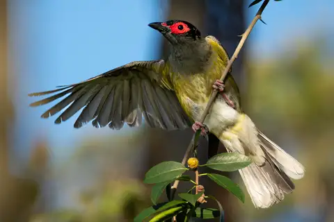 Australasian Figbird