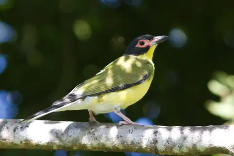 Green Figbird