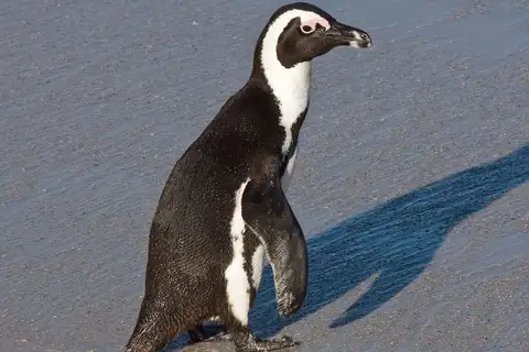 African Penguin