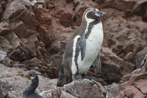 Humboldt Penguin