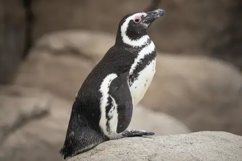 Magellanic Penguin