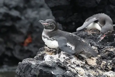 Galapagos Penguin