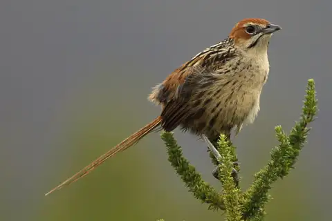Cape Grassbird