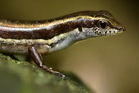 Dussumier's Litter Skink