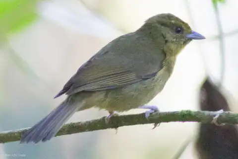 Oleaginous Hemispingus