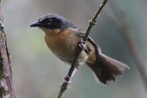 Black-eared Hemispingus