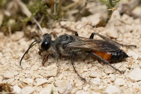 Golden Digger Wasp