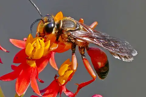Great Golden Digger Wasp