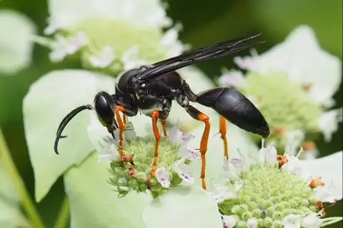 Sphex nudus