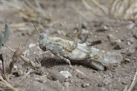Corsican Sand Grasshopper
