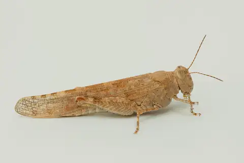Desert Sand Grasshopper