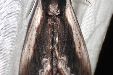 Wild Cherry Sphinx