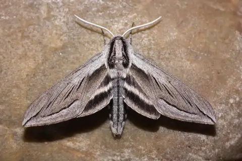 Vashti Sphinx