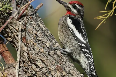 Red-naped Sapsucker