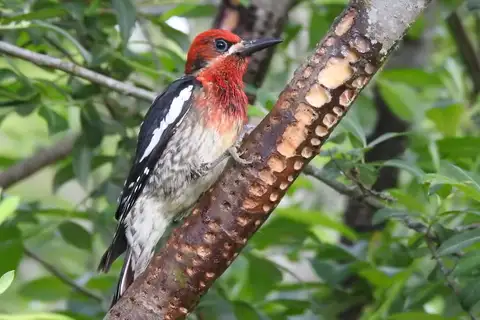 Red-breasted Sapsucker