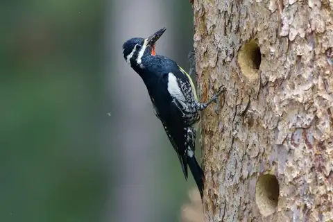Williamson's Sapsucker