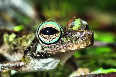 Fringed Tree Frog