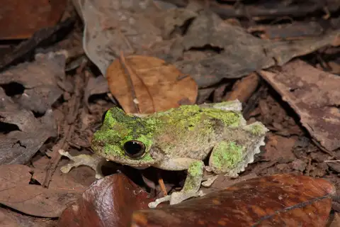 Green-eyed Tree Frog