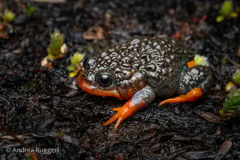 Sunset Frog