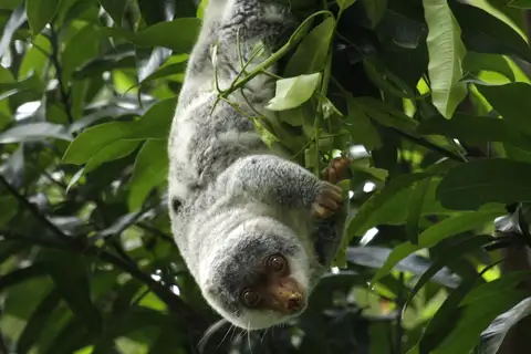 Australian Spotted Cuscus