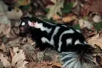 Alleghanian Spotted Skunk