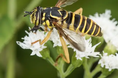 Eastern Hornet Fly