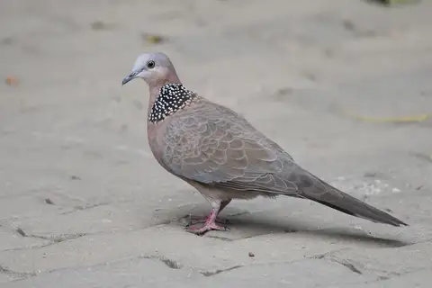 Spotted Dove