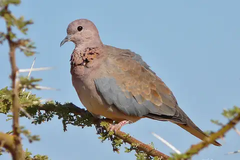 Laughing Dove