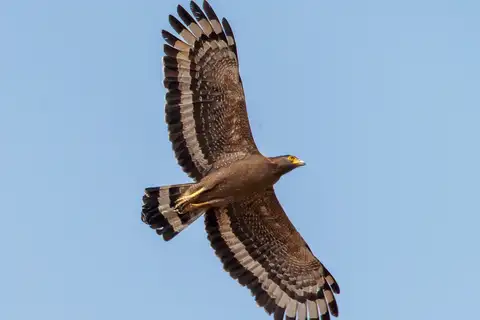 Crested Serpent Eagle