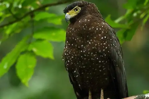 Andaman Serpent Eagle