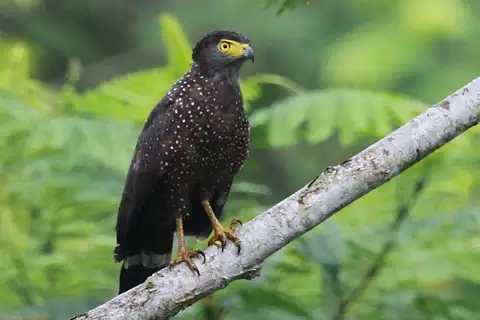 Philippine Serpent Eagle