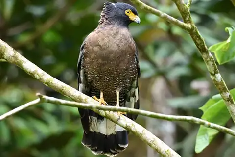 Mountain Serpent Eagle