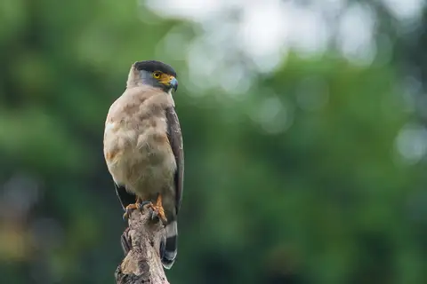 Great Nicobar Serpent Eagle