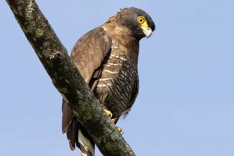 Sulawesi Serpent Eagle