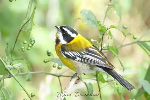 Hispaniolan Spindalis