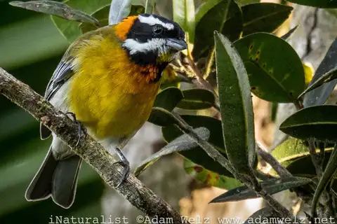 Puerto Rican Spindalis