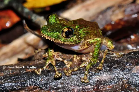 Anamalozoatra Madagascar Frog
