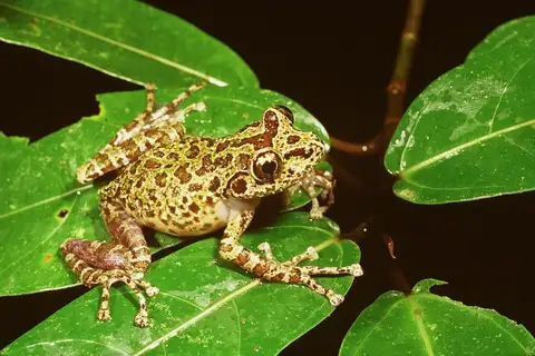 Peracca's Madagascar Frog