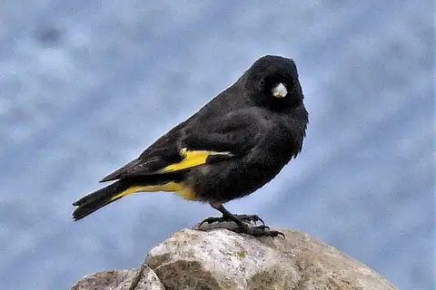 Black Siskin