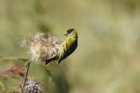 Black-capped Siskin