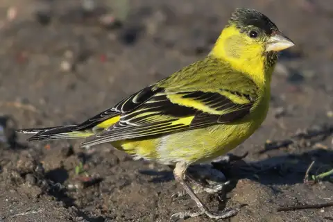 Black-chinned Siskin