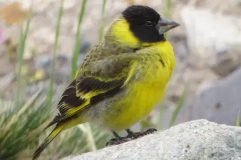 Thick-billed Siskin