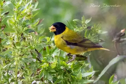 Antillean Siskin